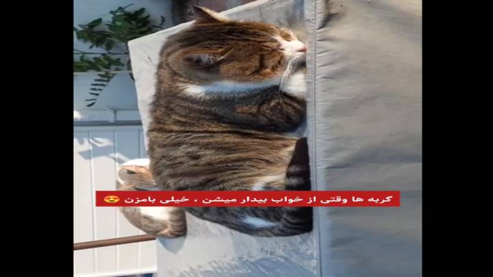 بیدار شدن گربه
