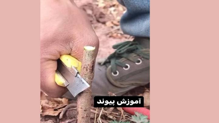 آموزش پیوند زدن نهال
