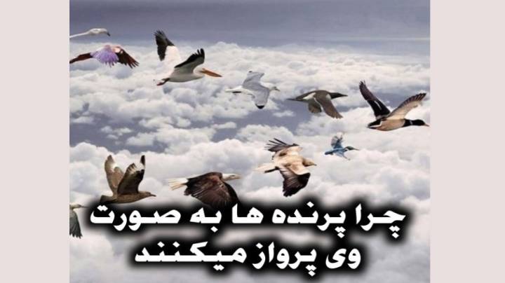 علت پرواز پرنده ها به صورت وی V شکل