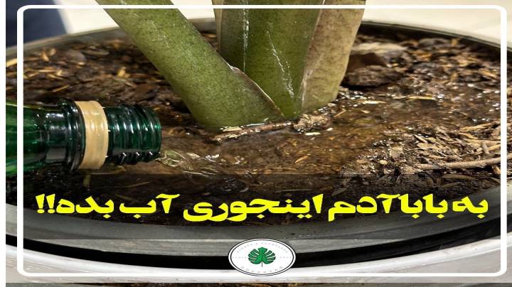 نحوه آب دادن گل و گیاه را ببینیم