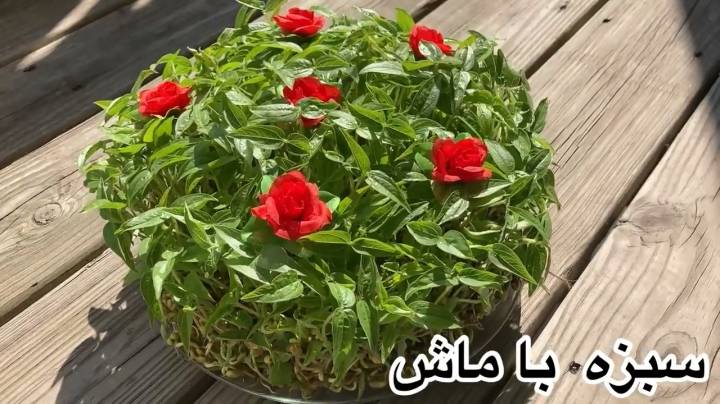 آموزش سبز کردن سبزه ی ماش